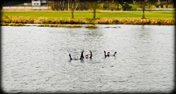 138_2011_ww