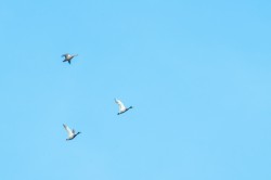 138_2012_ww