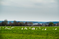 schwaene-nittenau-regen-3