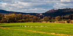 schwaene-nittenau-regen