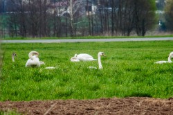 schwaene-nittenau-regen-4