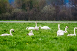schwaene-nittenau-regen-8