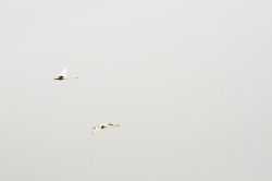 schwaene-nittenau-regen-16