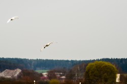 schwaene-nittenau-regen-17