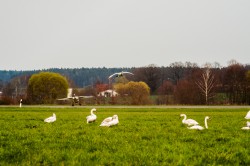 schwaene-nittenau-regen-18