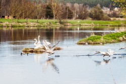schwaene-nittenau-regen-36