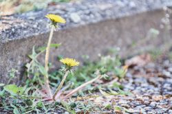 dscf2256326