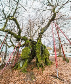 wolframslinde-aelteste-linde-deutschlands-3
