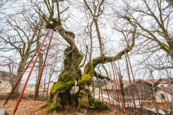 wolframslinde-aelteste-linde-deutschlands-4205