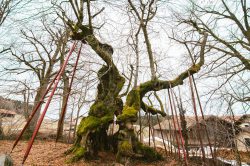wolframslinde-aelteste-linde-deutschlands-4207