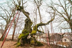 wolframslinde-aelteste-linde-deutschlands-4208