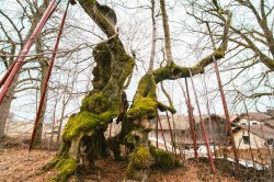 wolframslinde-aelteste-linde-deutschlands-4209