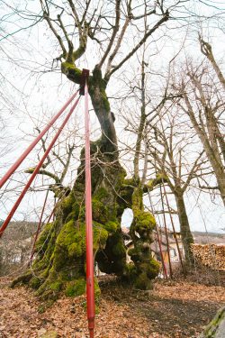 wolframslinde-aelteste-linde-deutschlands-4211
