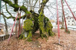 wolframslinde-aelteste-linde-deutschlands-4212