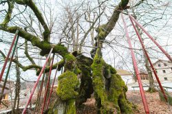wolframslinde-aelteste-linde-deutschlands-4213