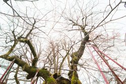 wolframslinde-aelteste-linde-deutschlands-4215