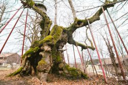 wolframslinde-aelteste-linde-deutschlands-4216