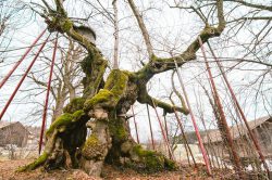 wolframslinde-aelteste-linde-deutschlands-4217