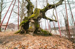 wolframslinde-aelteste-linde-deutschlands-4219