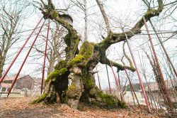 wolframslinde-aelteste-linde-deutschlands-4220
