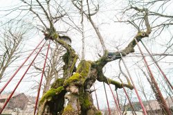 wolframslinde-aelteste-linde-deutschlands-4221