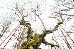 wolframslinde-aelteste-linde-deutschlands-4222
