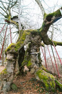 wolframslinde-aelteste-linde-deutschlands-4231