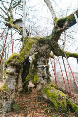 wolframslinde-aelteste-linde-deutschlands-4232