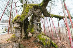 wolframslinde-aelteste-linde-deutschlands-4233