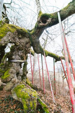 wolframslinde-aelteste-linde-deutschlands-4234