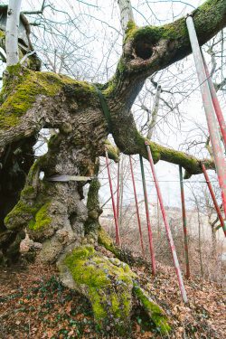wolframslinde-aelteste-linde-deutschlands-4235