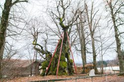 wolframslinde-aelteste-linde-deutschlands-4239