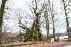 wolframslinde-aelteste-linde-deutschlands-4240