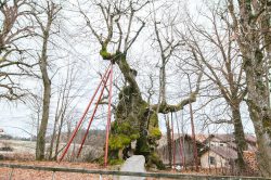 wolframslinde-aelteste-linde-deutschlands-4241