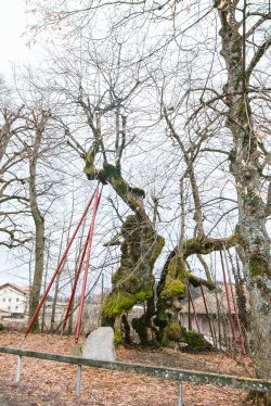 wolframslinde-aelteste-linde-deutschlands-4242