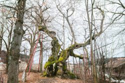 wolframslinde-aelteste-linde-deutschlands-4243
