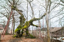 wolframslinde-aelteste-linde-deutschlands-4244