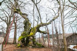 wolframslinde-aelteste-linde-deutschlands-4245