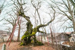 wolframslinde-aelteste-linde-deutschlands-4246