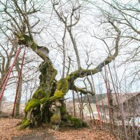 Wolframslinde aeltesten Linden Deutschlands