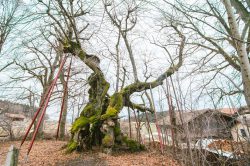 wolframslinde-aelteste-linde-deutschlands-4247