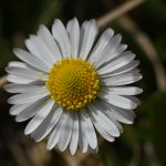 dsc_2523