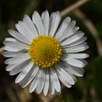 dsc_2524