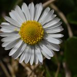 dsc_2525