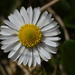 dsc_2526