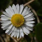 dsc_2527
